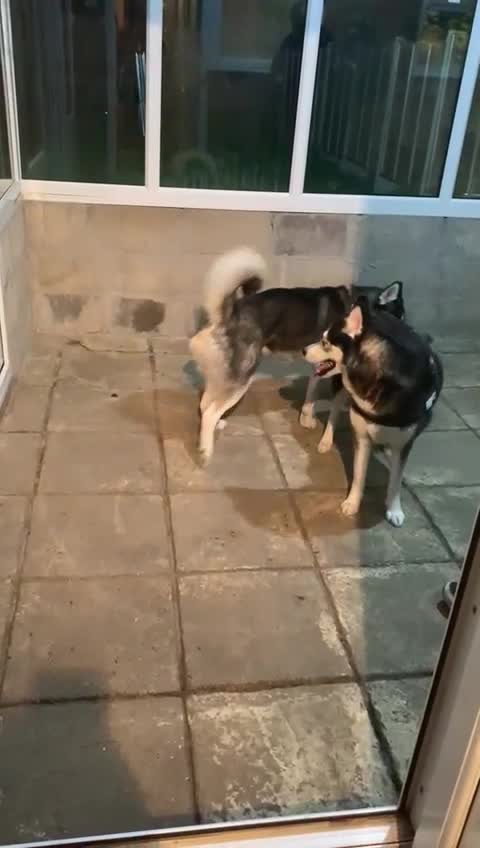 Siberian Husky dogs for stud: 🐺Lucky🐺 in Birmingham - Video 1