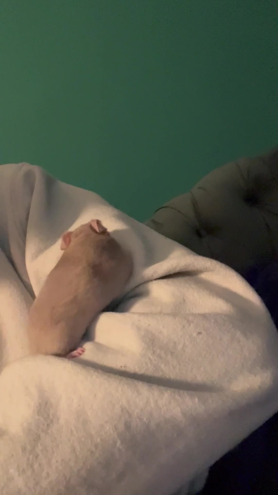 Hamster rodents for sale: Syrian hamster with full set up - Video 2