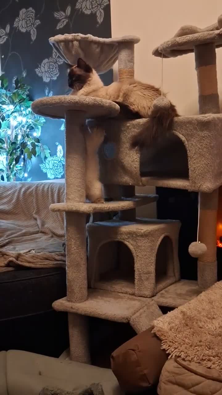 Ragdoll cats for sale: Stunning Fluffy Ragdolls. - Video 2