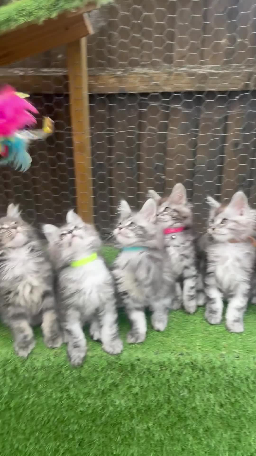 Maine Coon cats for sale: Black smoke Maine coon kittens champion blood line - Video 1