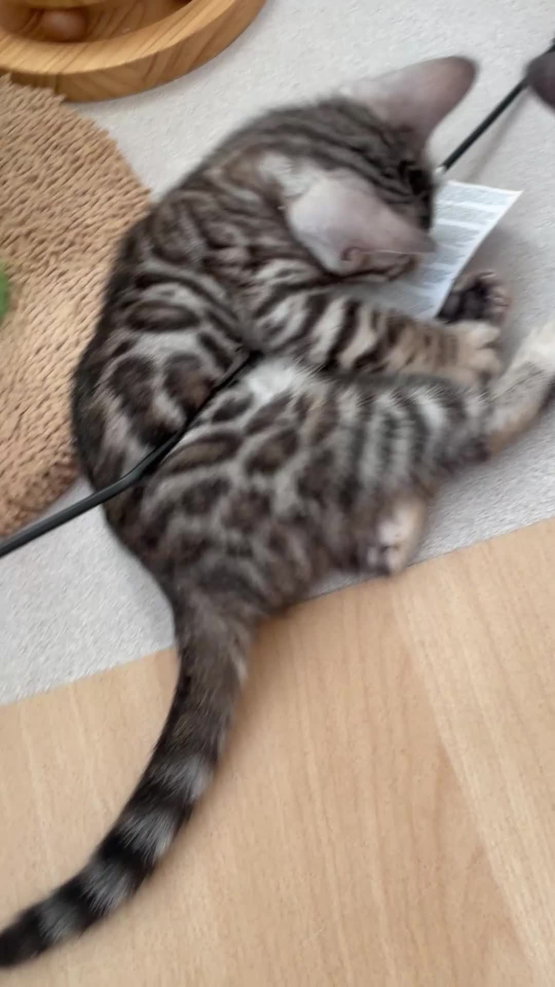 Bengal cats for sale: Stunning Beauty Bengal princess ❤️ - Video 1
