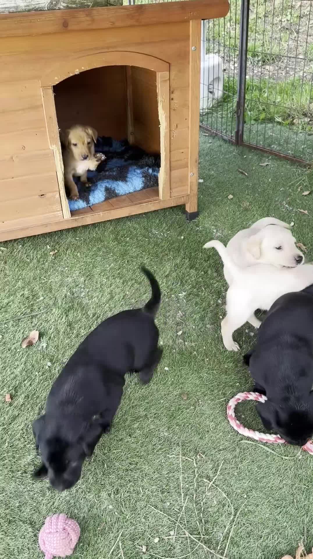 Labrador Retriever dogs for sale: Working Labrador pups with health tested parents - Video 2