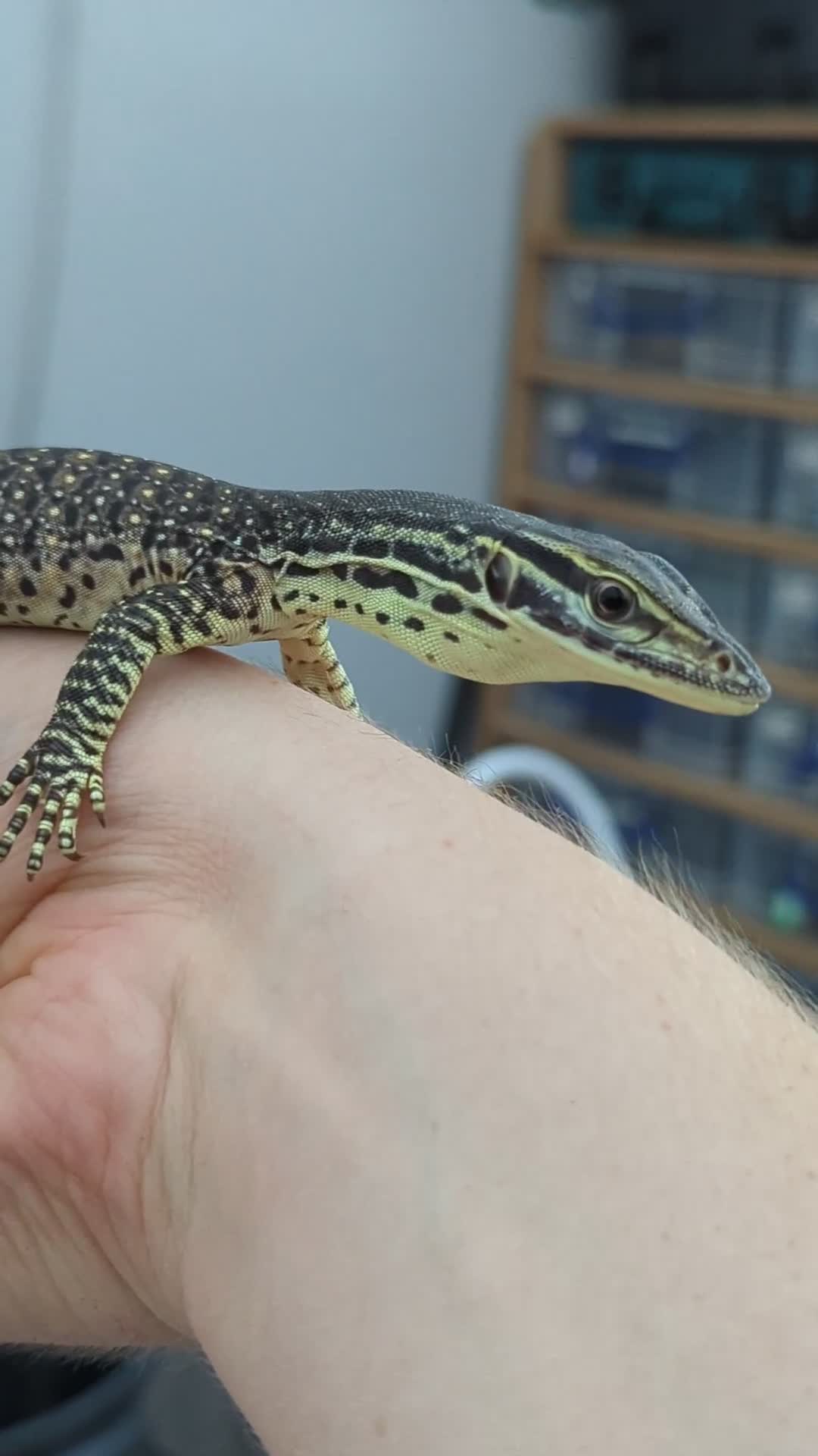 Monitor reptiles for sale: CB25 Argus Monitors (yellow spotted monitor) - Video 1