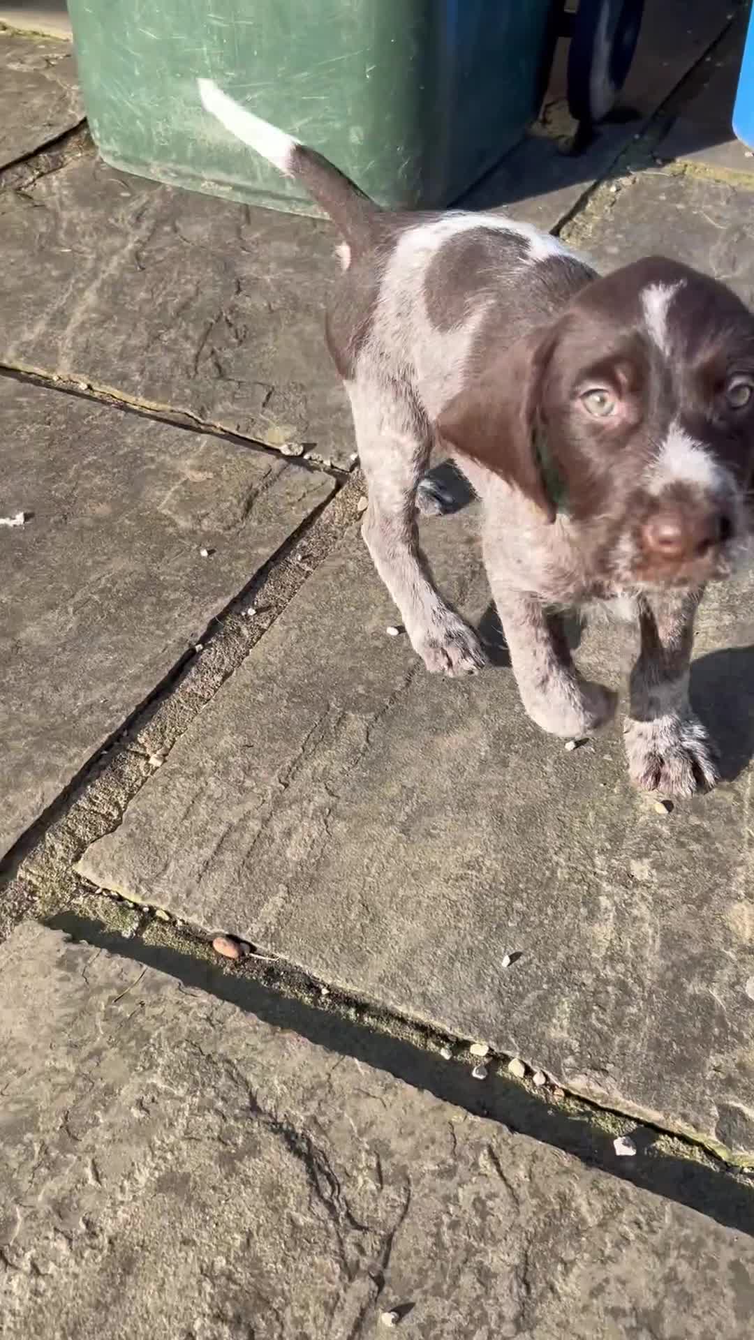 Mixed Breed dogs for sale: German pointers  - Video 1