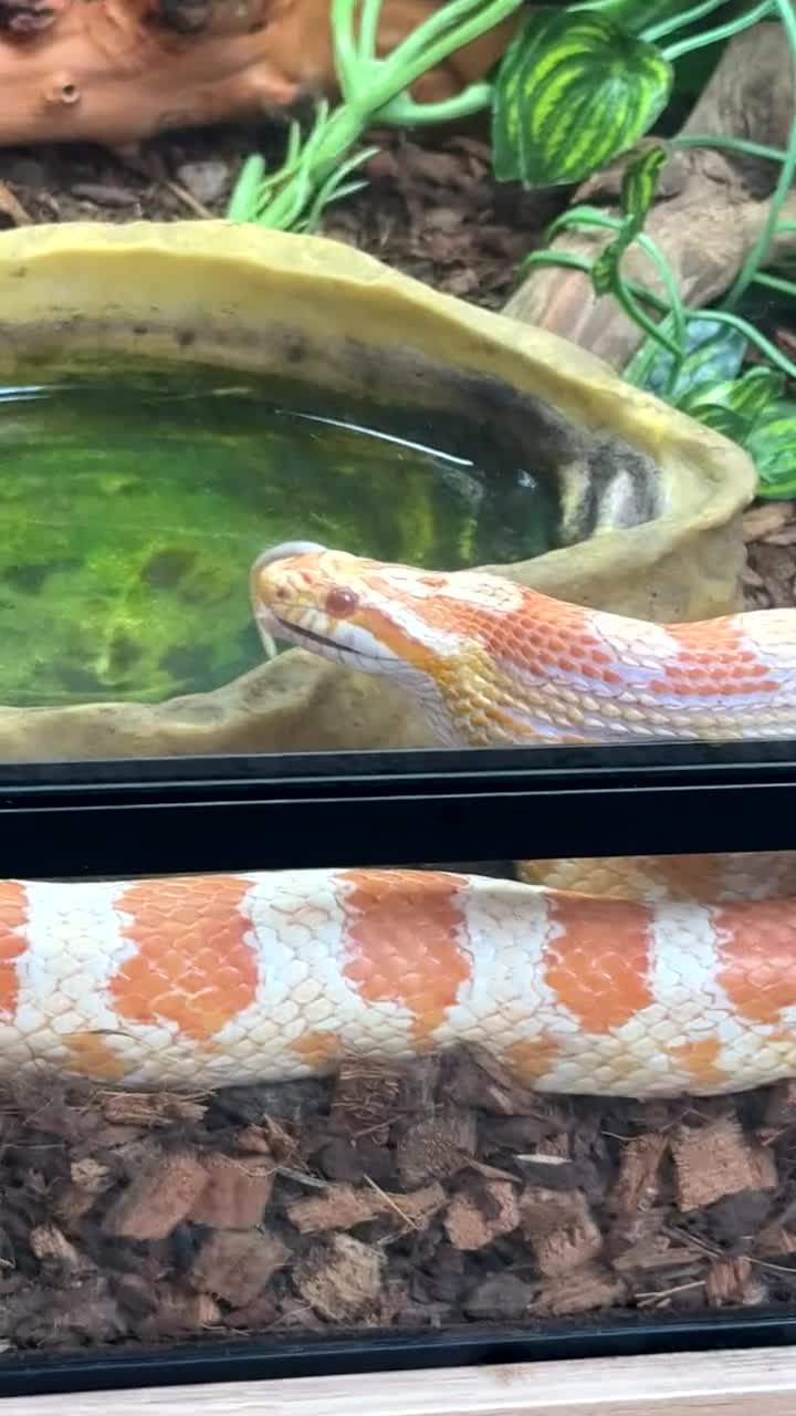 Corn Snake reptiles for sale: Female corn snake  - Video 4