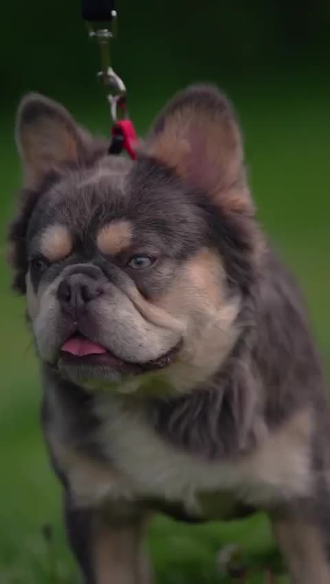 French Bulldog dogs for stud: EL PACO, L4L4 FLUFFY/ FOR SALE. in Newport - Video 4