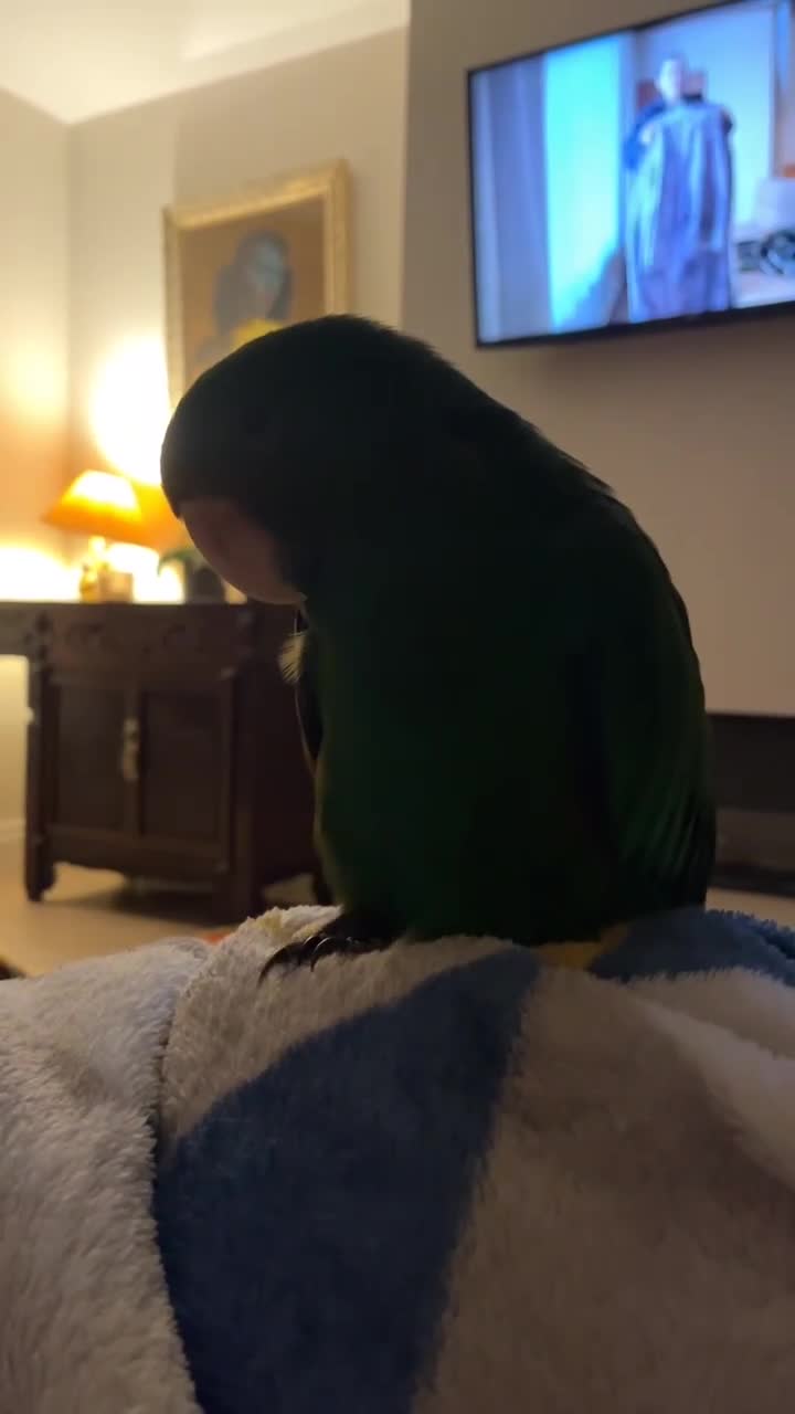 Mixed Breed birds for sale: Eclectus Parrot  in Newtownards - Video 1
