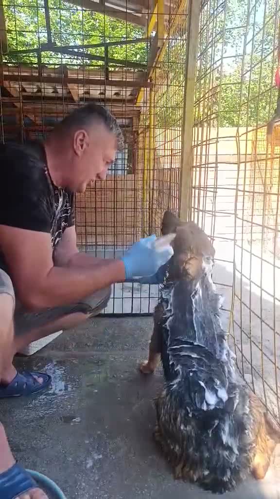Mixed Breed dogs for adoption: BRUTUS - Video 4