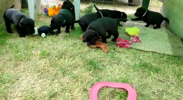Labrador Retriever dogs for stud: Labrador Ret. 100%-success PROVEN KC/Health tested in Brecon - Video 2