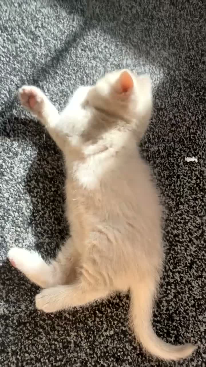 British Shorthair cats for sale: Beautiful British Shorthair Cross Kittens - Video 2