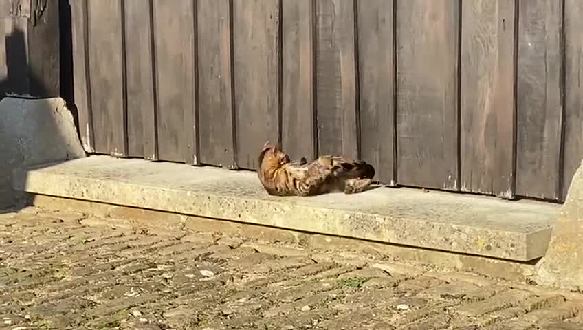 Bengal cats for sale: Beautiful 3-Year-Old Bengal Girl - Video 3