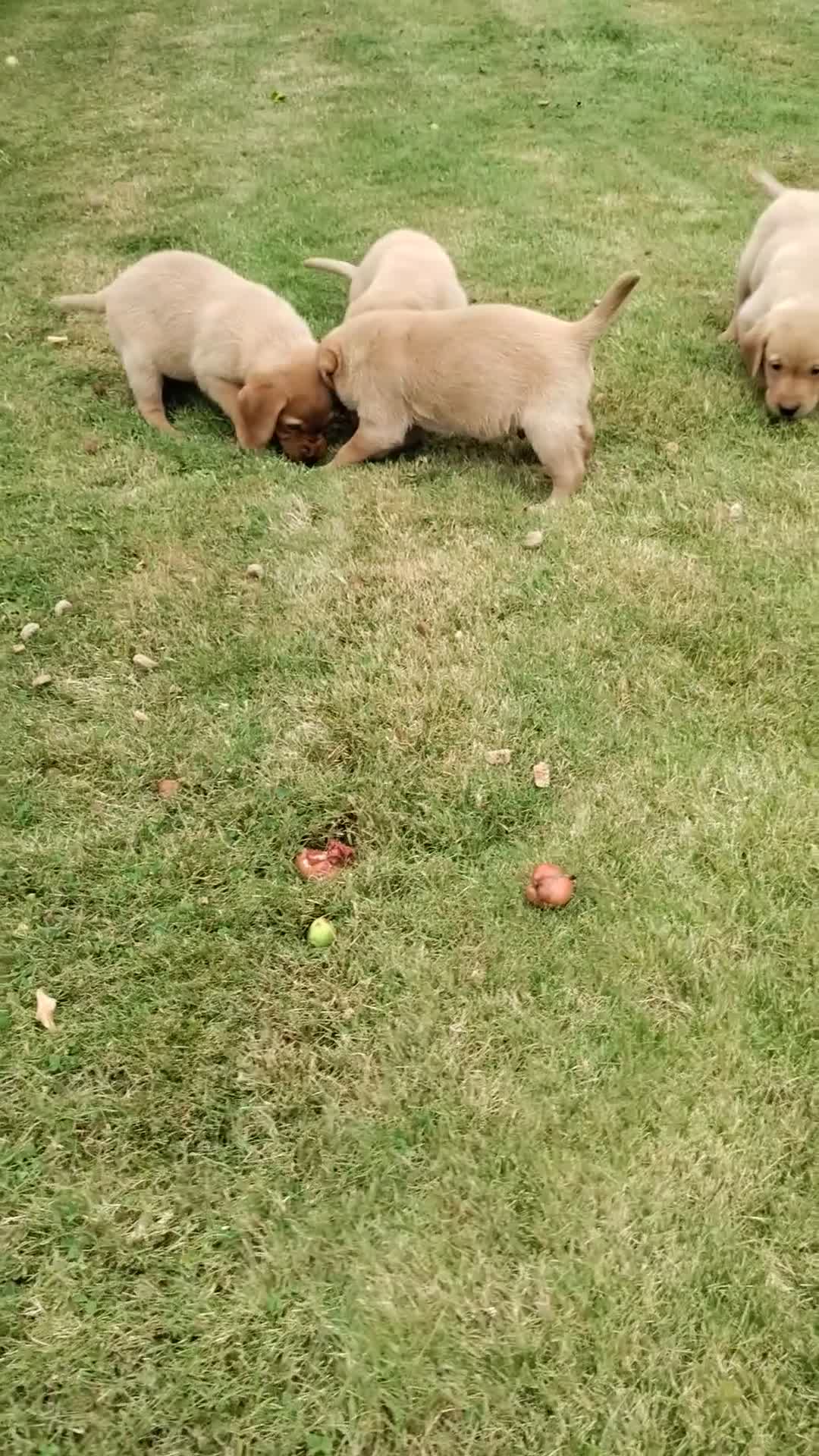 Labrador Retriever dogs for sale: Labrador pups for sale  - Video 1