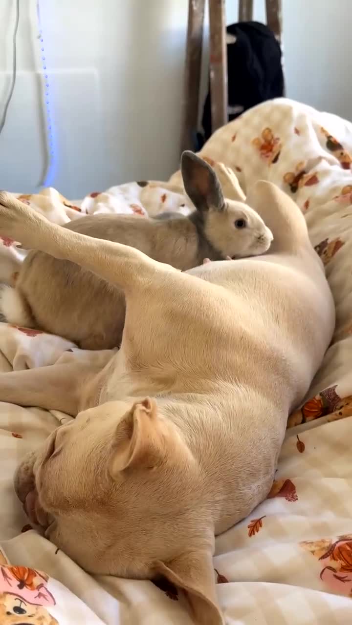 Mixed Breed rabbits for sale: Male rabbit looking for his forever home 💔 - Video 3