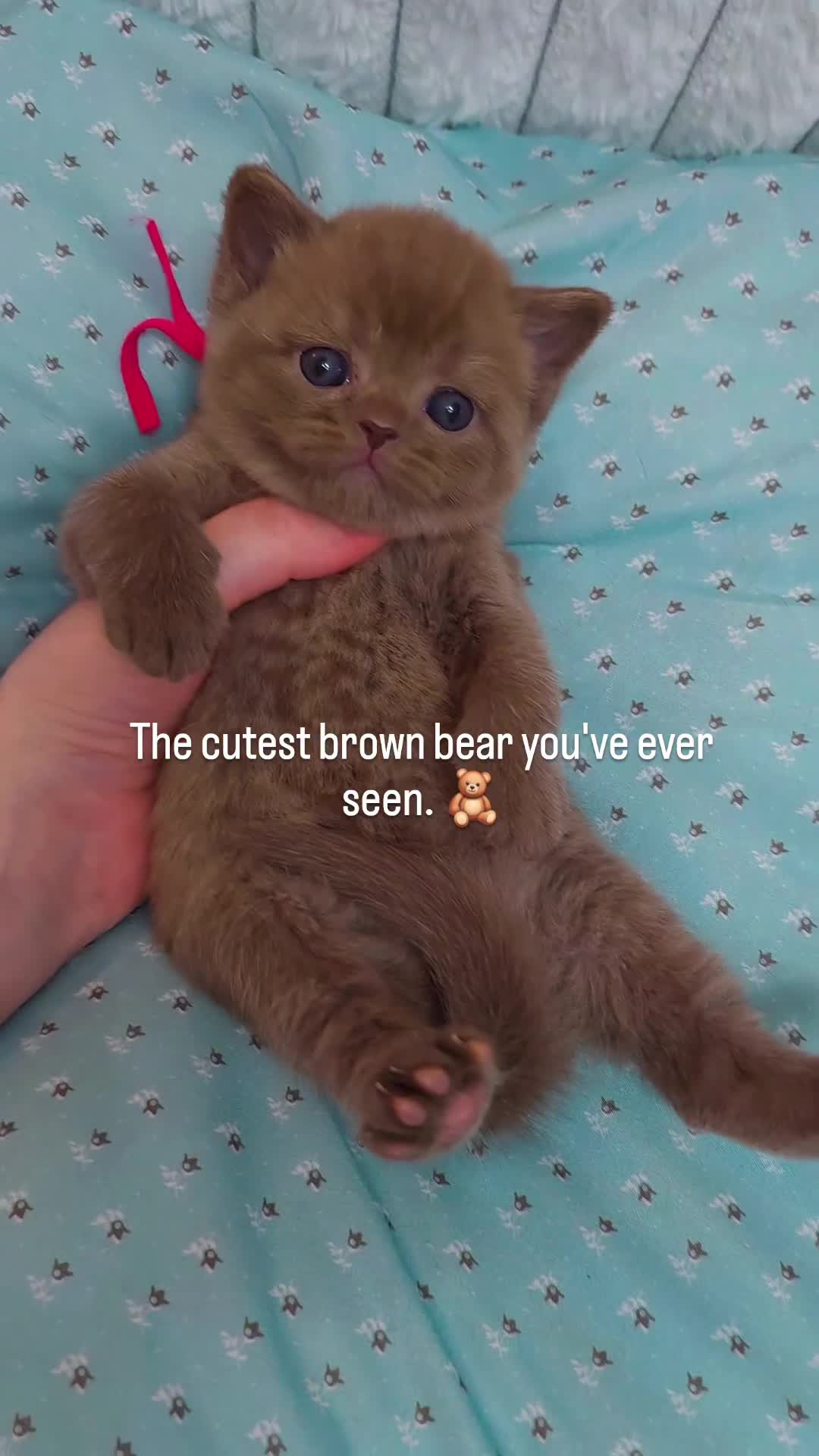 British Shorthair cats for sale: Luxury British Shorthair 🧸 Rare Lilac & Cinnamon - Video 1