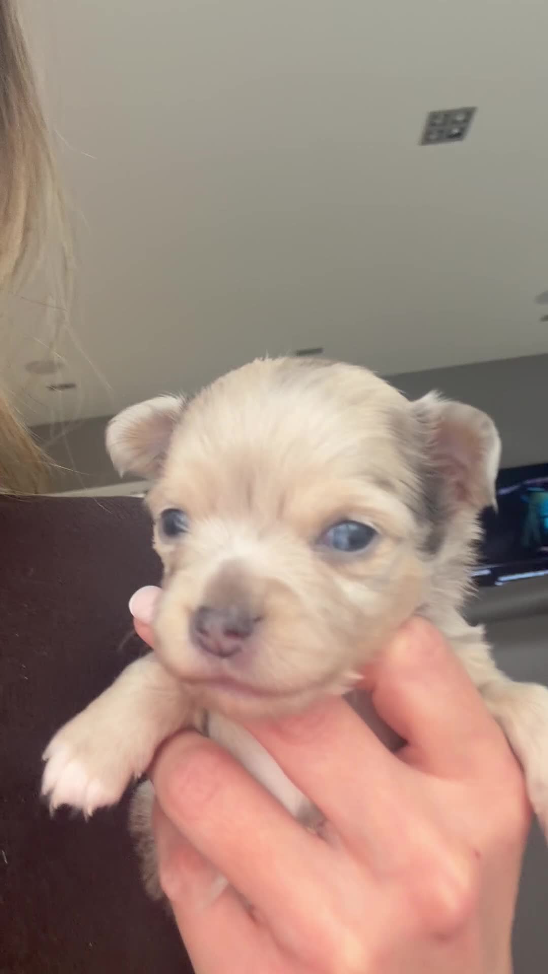 Chihuahua dogs for sale: Stunning litter of mixed Merle and Lilac fawn - Video 2