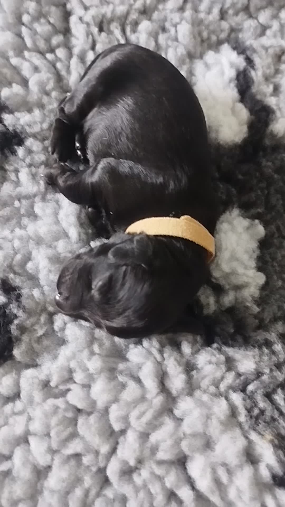 Cockapoo dogs for sale: Chocolate drops - Video 3