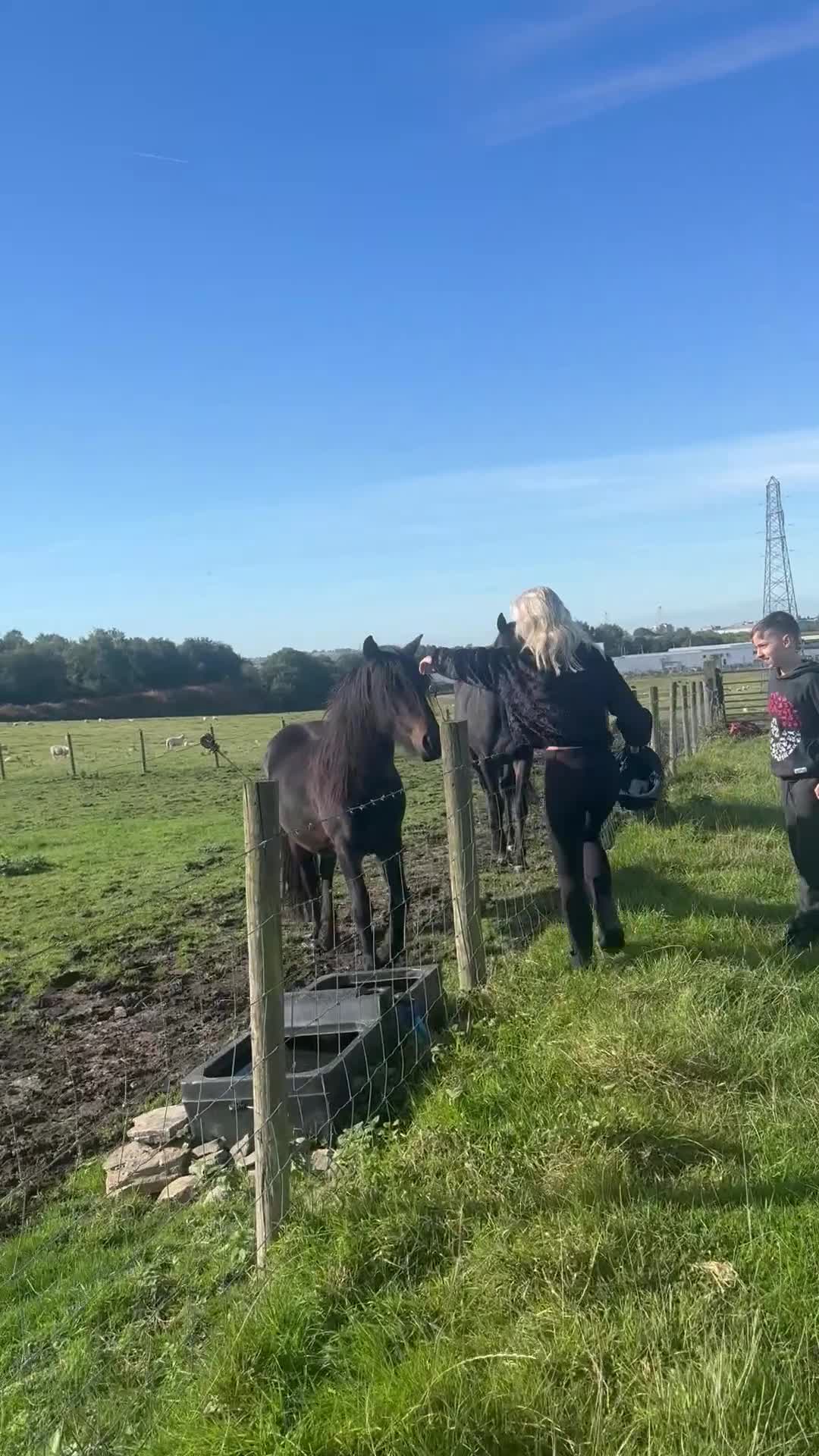 Irish Thoroughbred horses for sale: Thoroughbred and Dartmoor  - Video 4