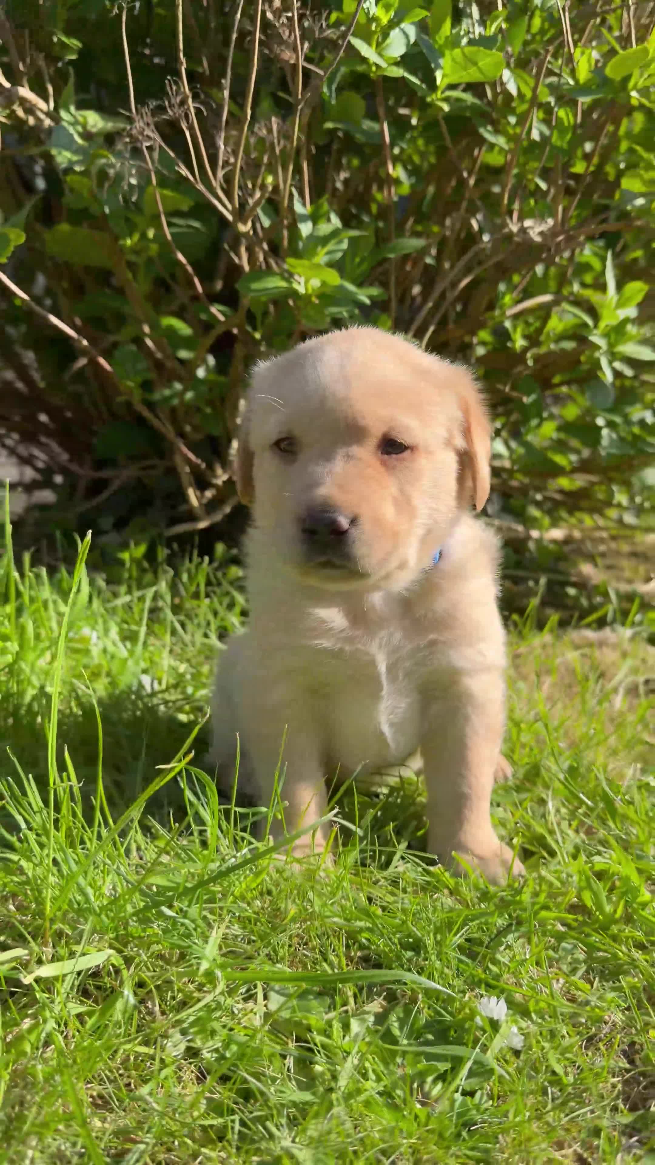 Labrador Retriever dogs for sale: Fox Red Cross Golden Labrador Puppies  in Cardigan - Video 2