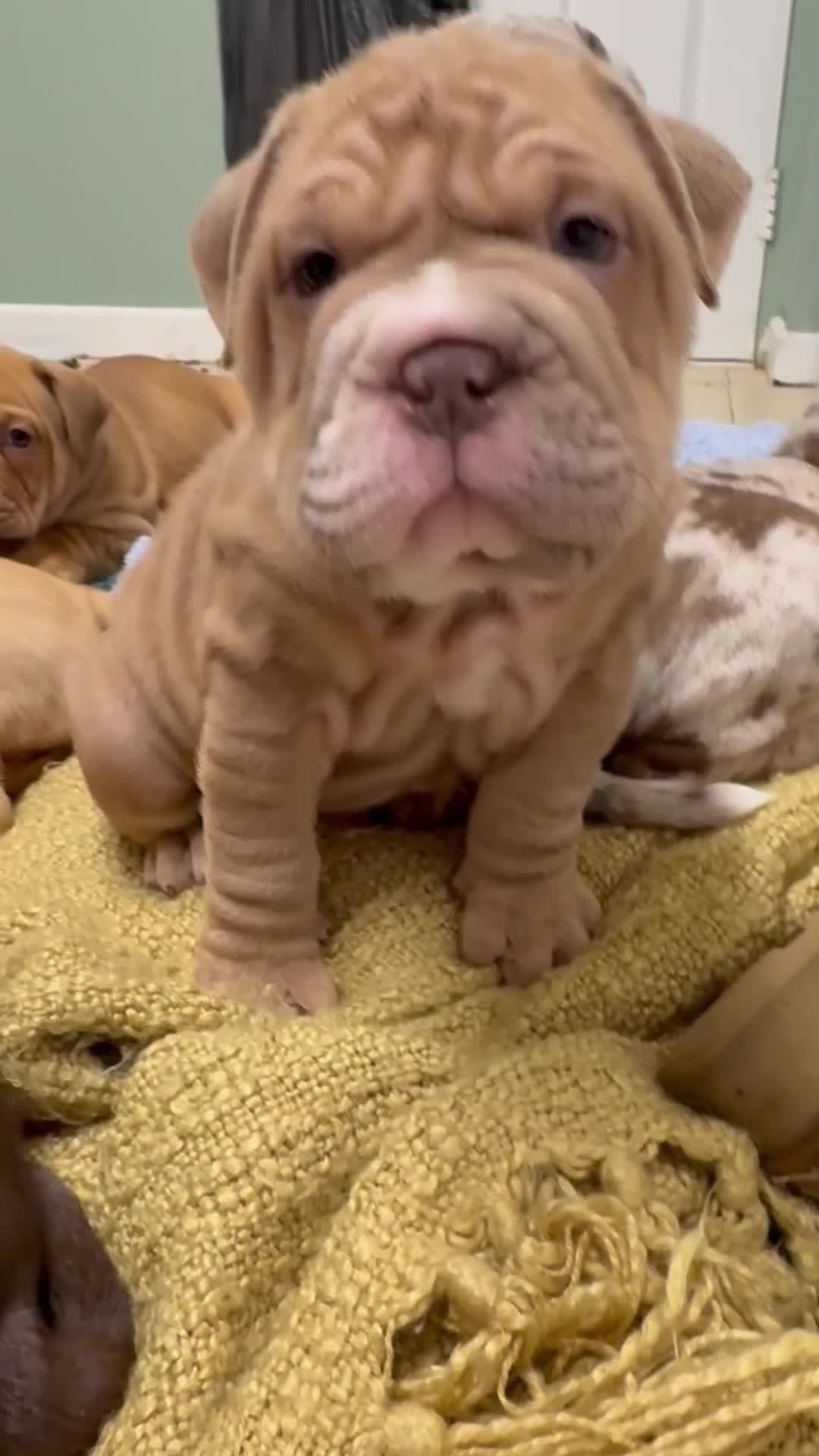 Mixed Breed dogs for sale: Bullpei  - Video 1