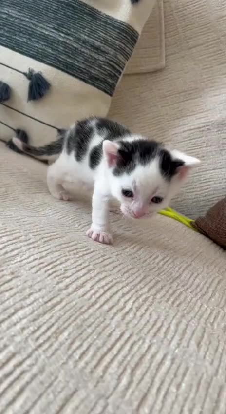 Mixed Breed cats for sale: Beautiful Moggy Kittens Ready Soon - 2 Boys 1 Girl - Video 2