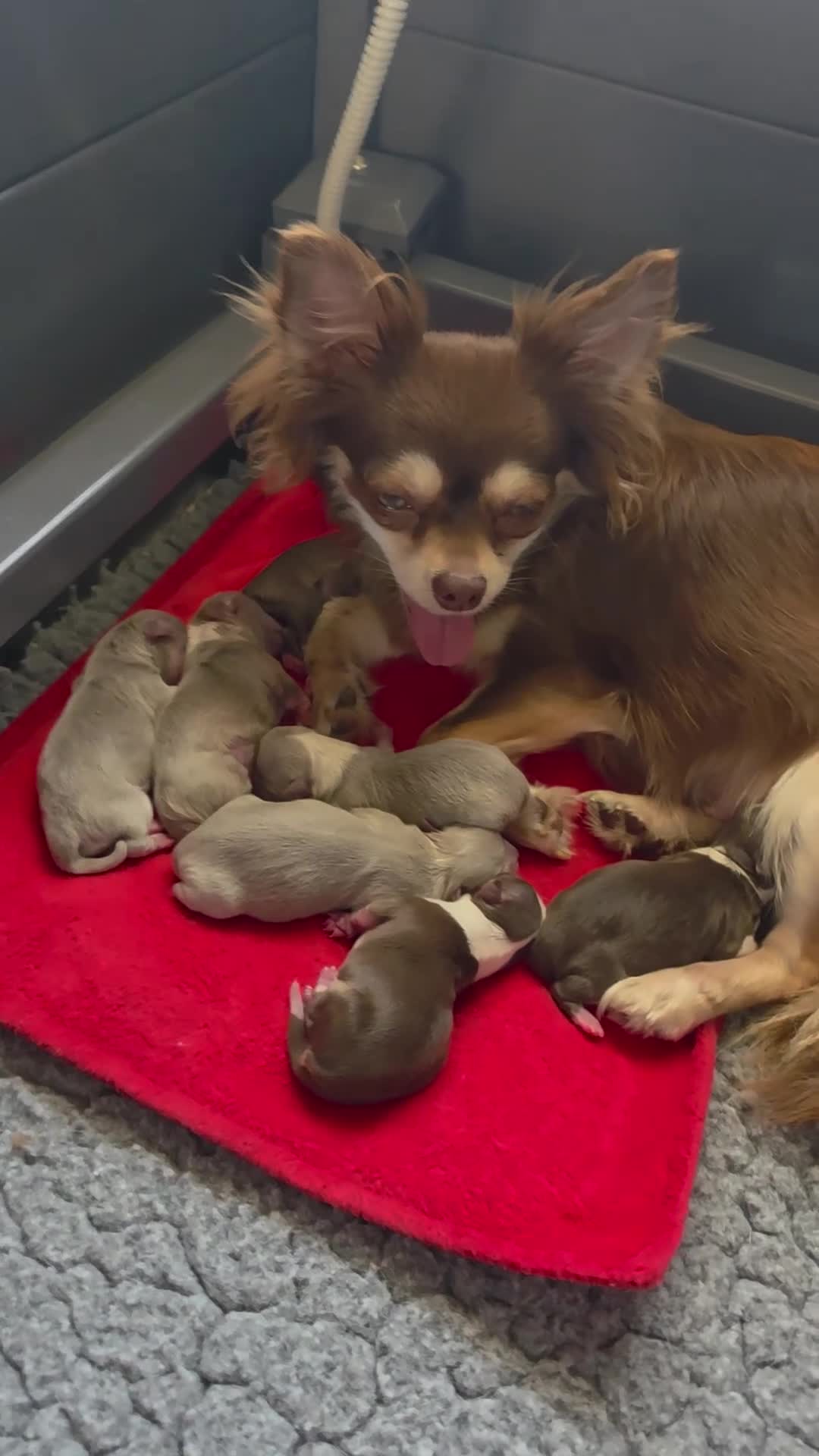 Chihuahua dogs for sale: Long coat chihuahua puppies 5 boys 2 girls - Video 1