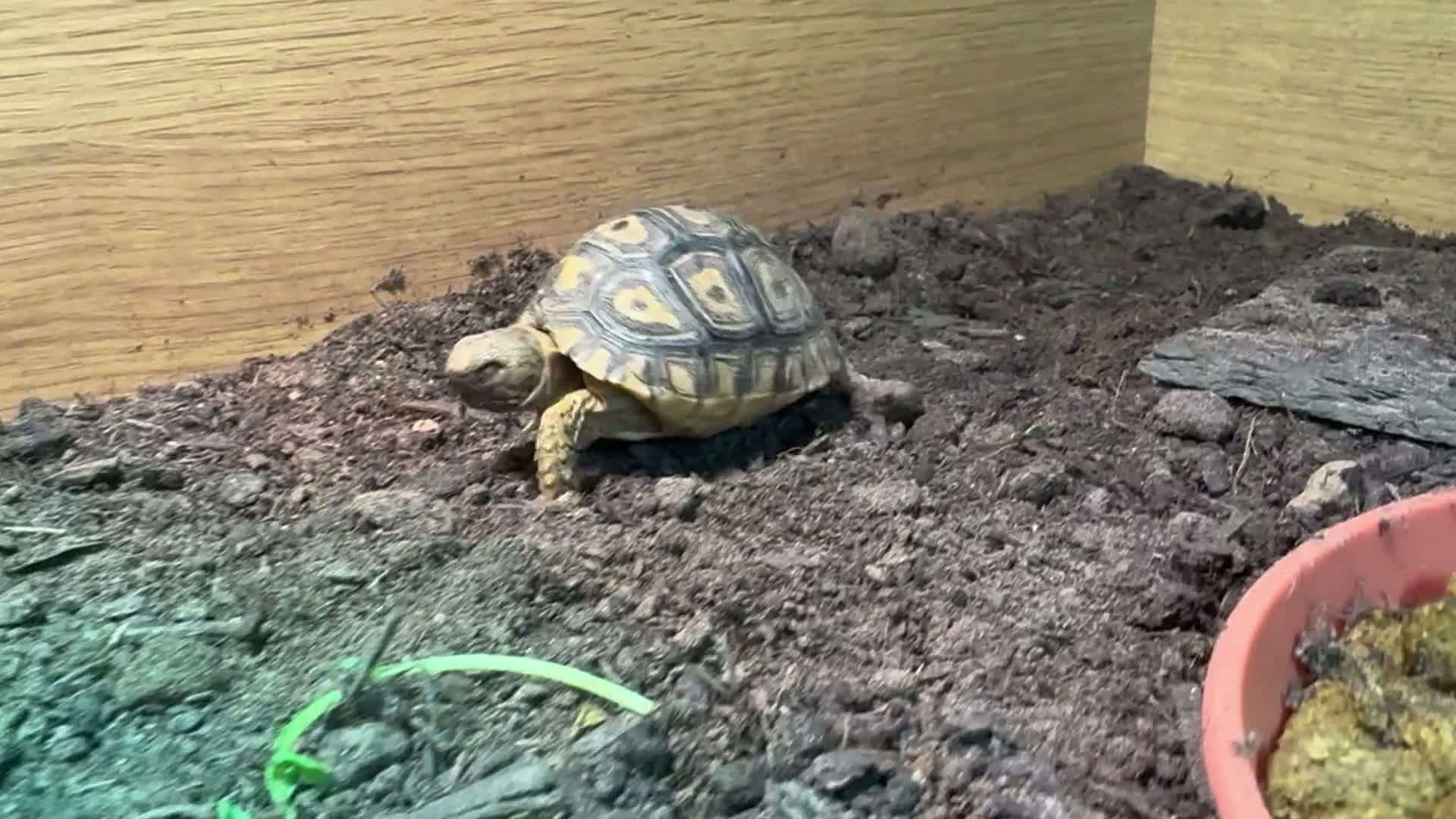 Tortoise reptiles for sale: BABY LEOPARDS & SET UPS - Video 3