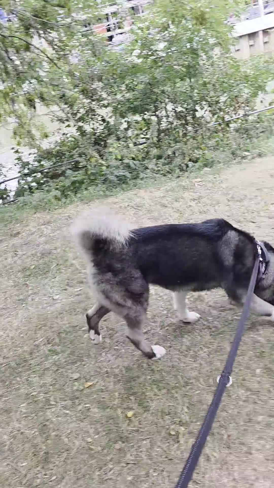 Akita dogs for sale: Leo Akita - Video 1