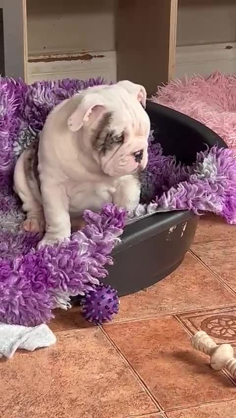 English Bulldog dogs for sale: Top Quality Girls - Available today - Video 5