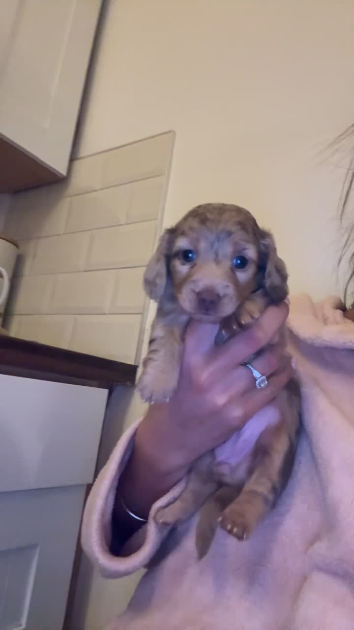 Miniature Dachshund dogs for sale: 🐶 Beautiful Longhaired miniature dachshund pups  - Video 1