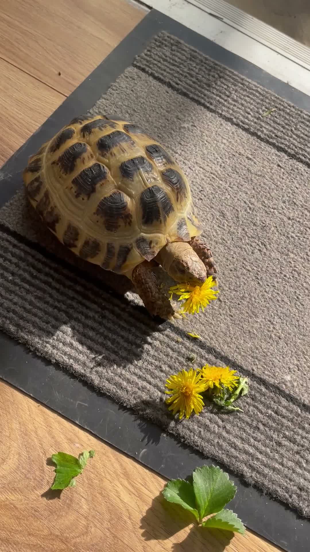 Hermann Tortoise reptiles for sale: tortoise in Melksham - Video 1