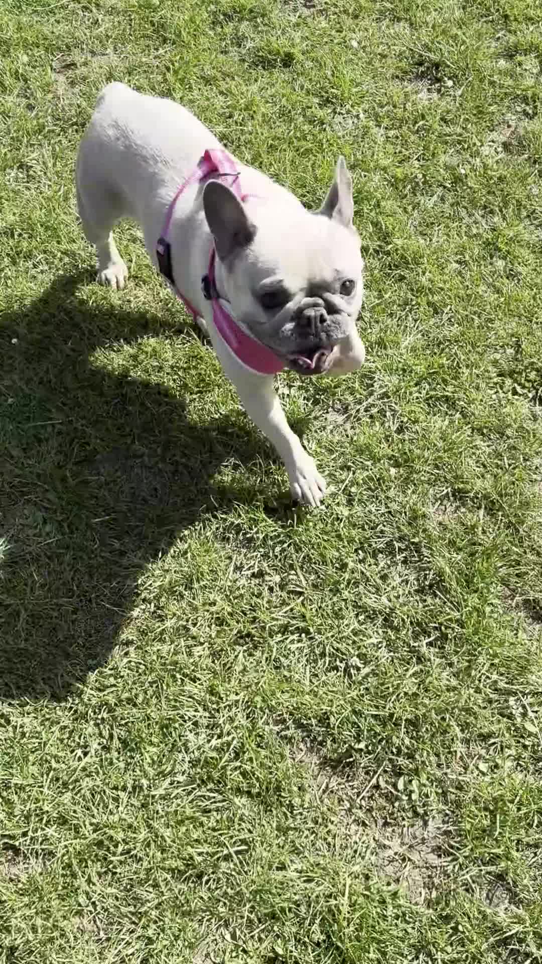 French Bulldog dogs for sale: Female french bulldog  - Video 1
