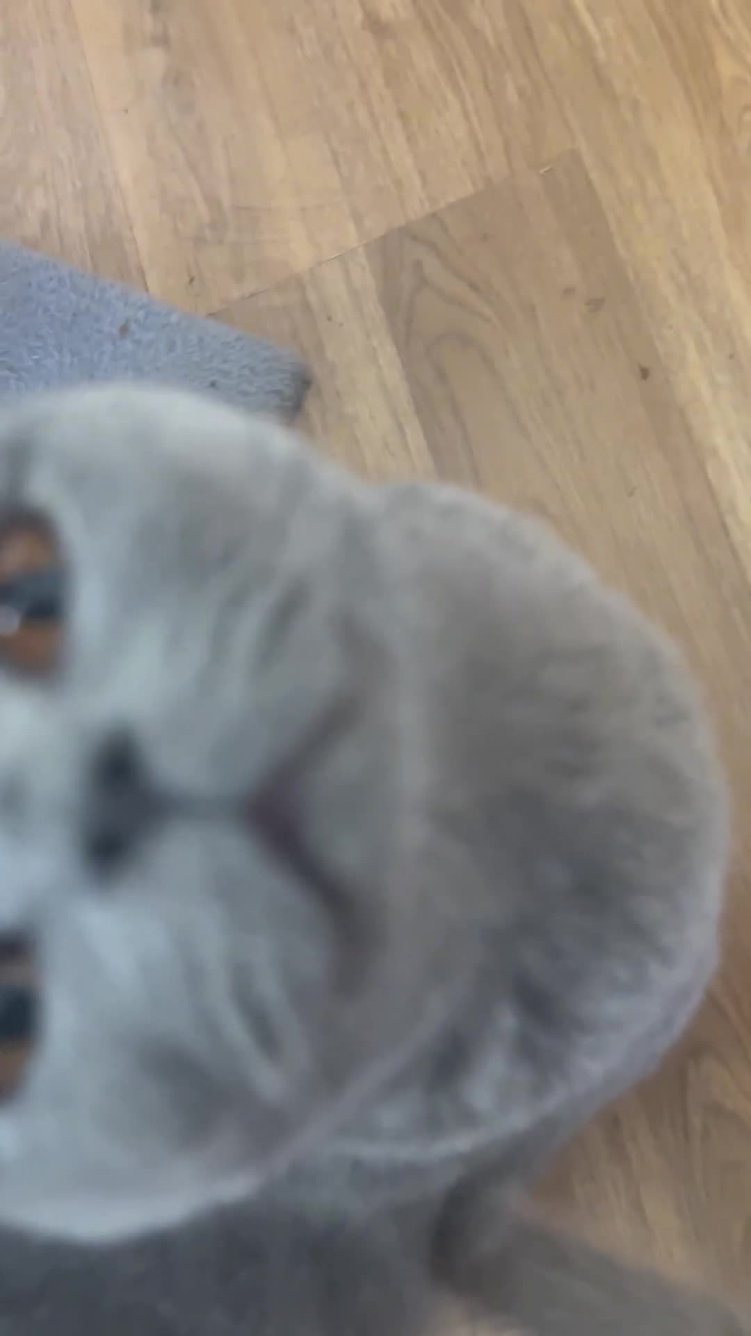 British Shorthair cats for sale: 🏆CHAMPION BLOODLINES🏆blue British shorthair. - Video 1