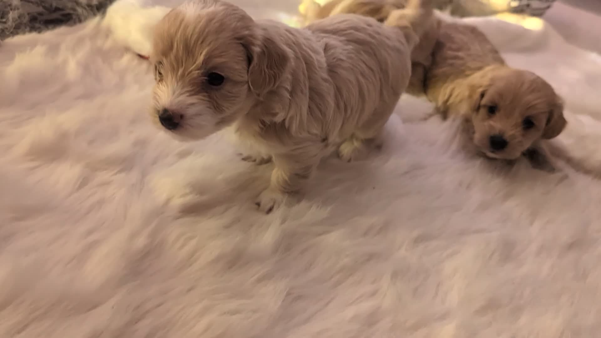 Maltipoo dogs for sale: Quality At it's Finest. From Ch Parents Multipoo - Video 2
