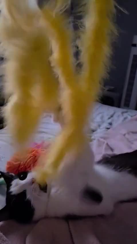 Mixed Breed cats for sale: Tuxedo Male - Video 1