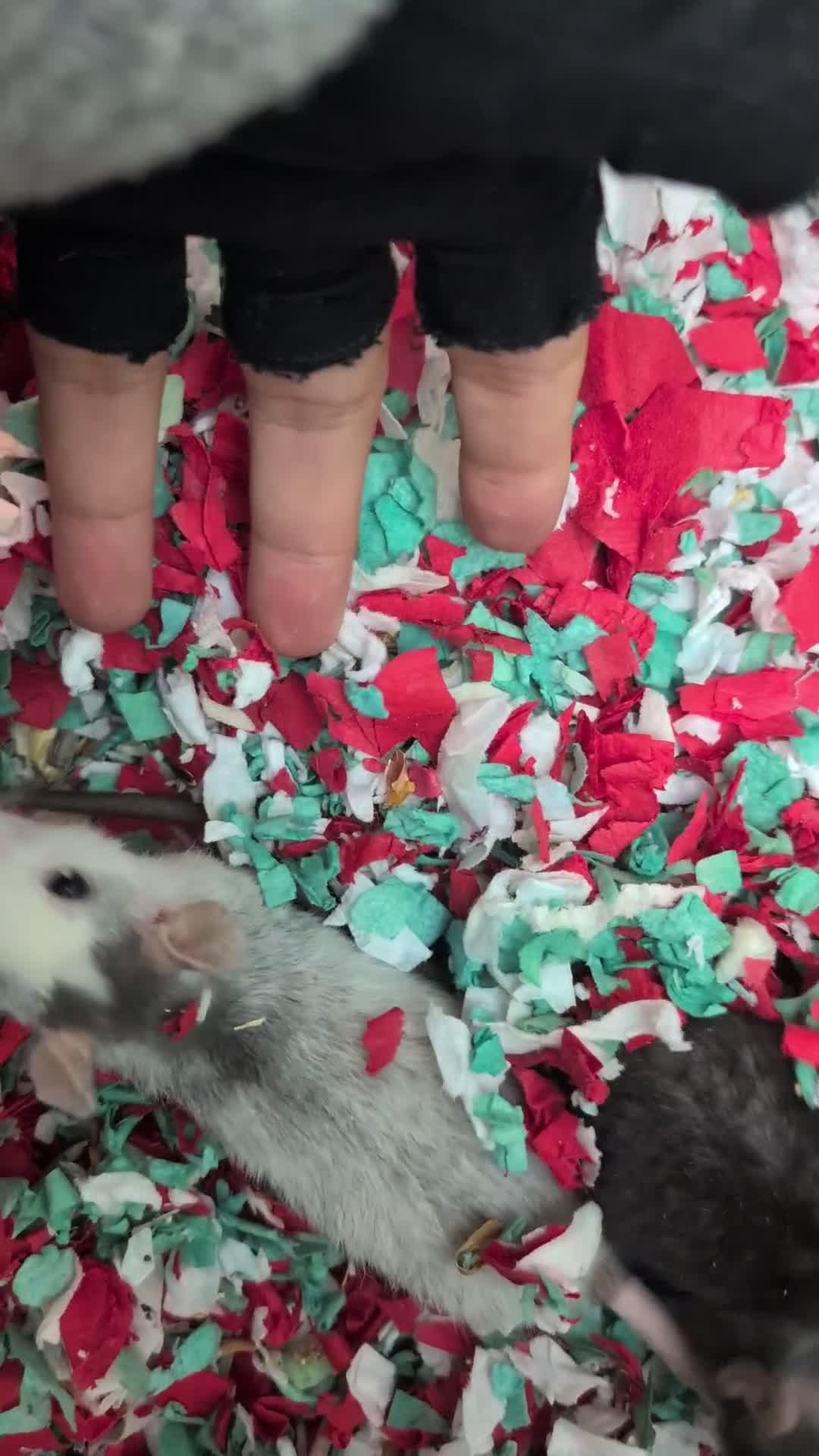 Rat rodents for sale: Rex Dumbo and top eared baby Rats,  - Video 3