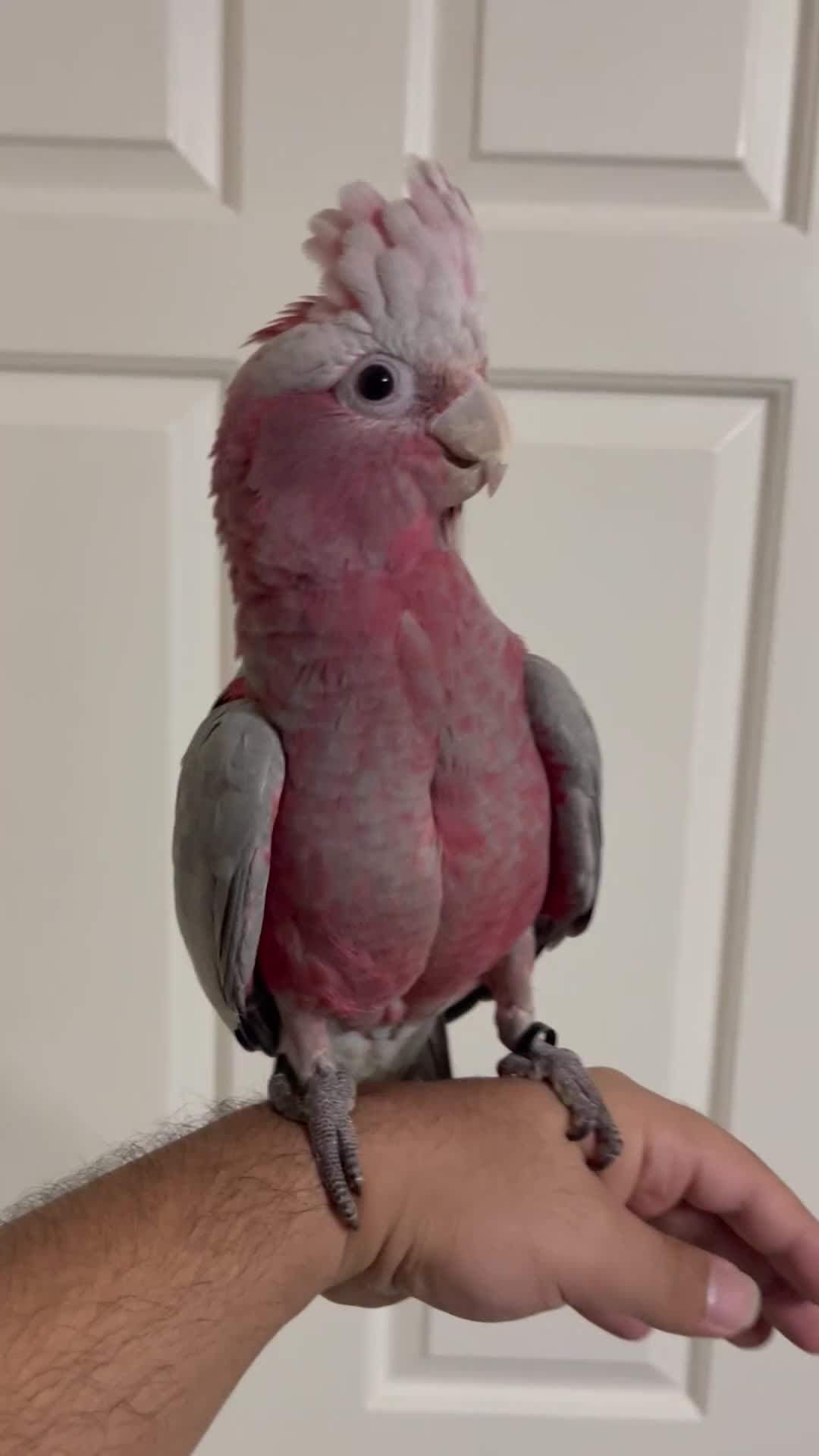 Cockatoo birds for sale: Baby Galah Cockatoo for Sale -  Sweet & Social - Video 1
