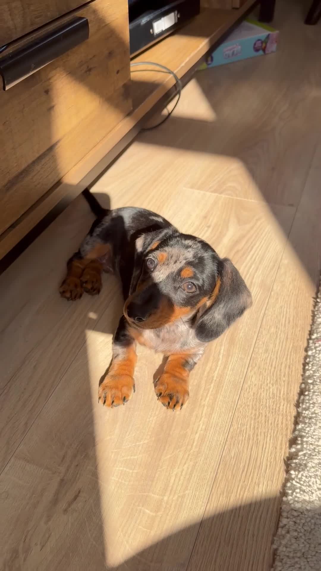 Miniature Dachshund dogs for sale: Miniature Dachshund Female Silver Dapple  - Video 2