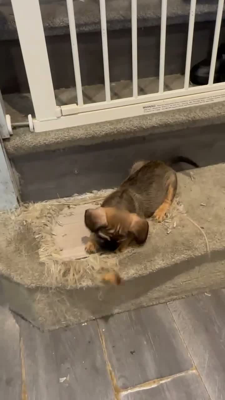 Mixed Breed dogs for sale: Beautiful puppies  - Video 2
