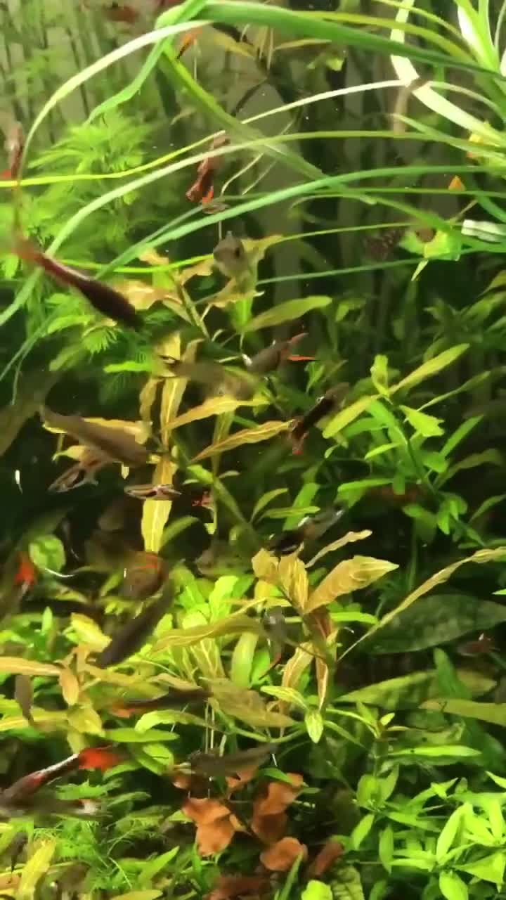 Other/Mixed Breed fish for sale: Mixed guppies 2-3 cm; guppy Fry. Fast delivery - Video 1