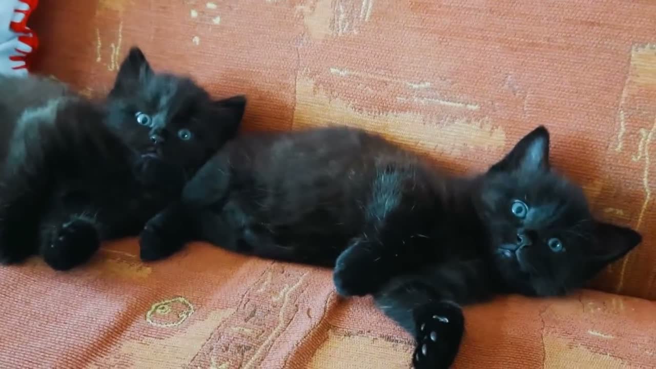 Mixed Breed cats for sale: 3 Adorable Black Kittens looking for Home - Video 2