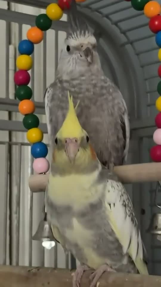 Cockatiels birds for sale: Pair of Handsome Male Cockatiels. Comes with cage  - Video 2