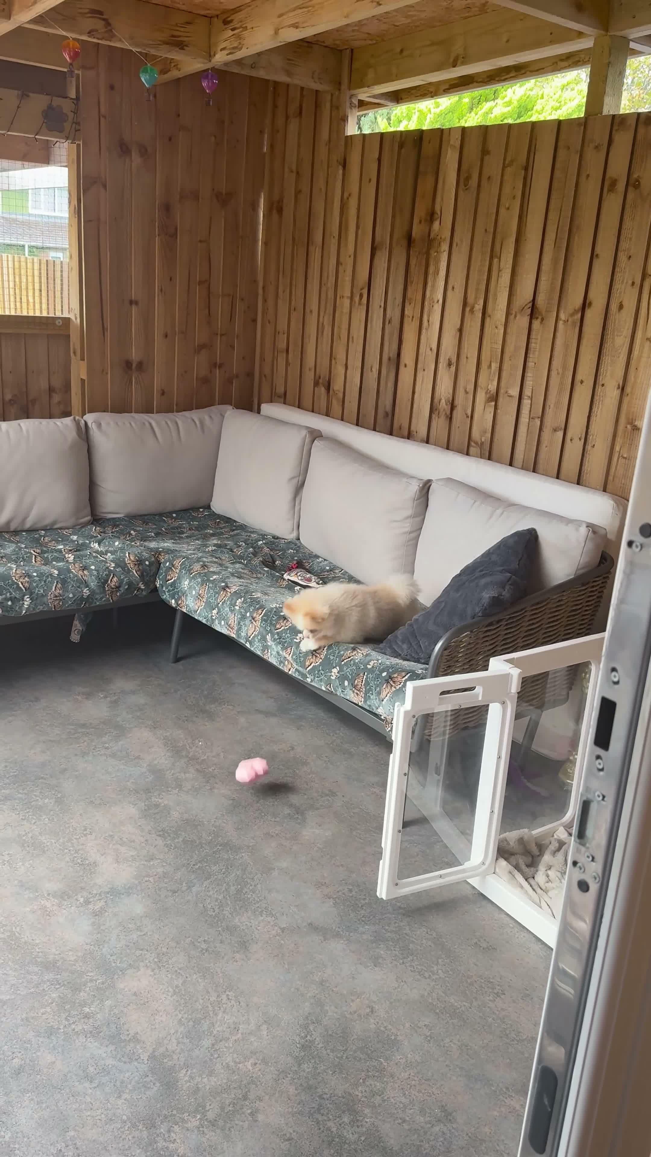 Pomeranian dogs for sale: High cream silver Pomeranian - Video 1