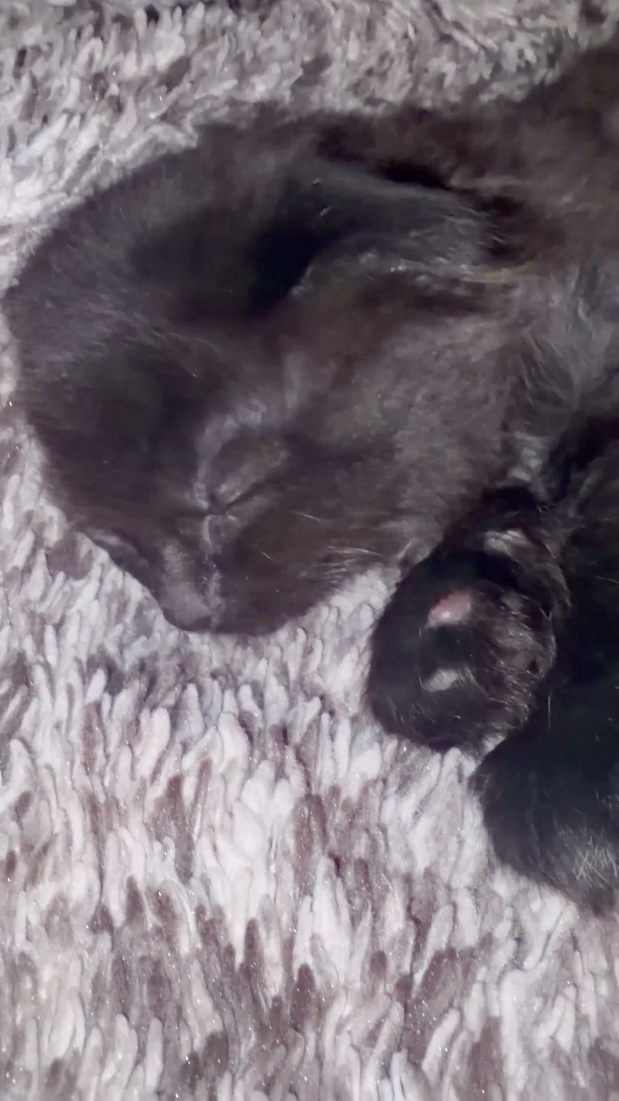 British Shorthair cats for sale: Beautiful kittens looking for a forever home  - Video 1