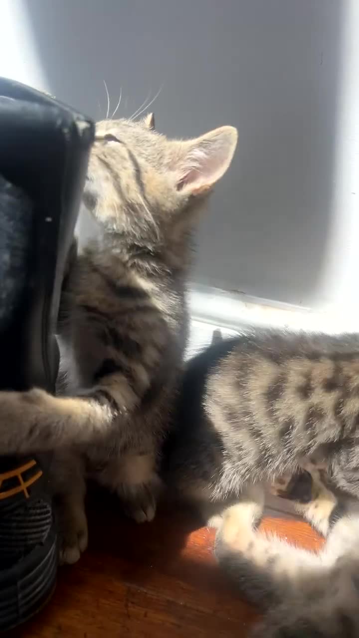Mixed Breed cats for sale: 3 kittens urgently looking for new home  - Video 2