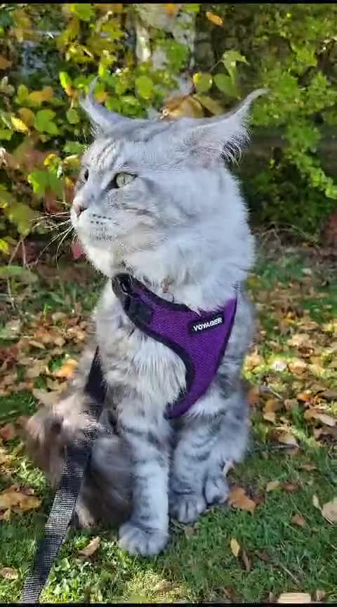 Maine Coon cats for stud: 2 XL Proven Studs 1 of them is a Tica Champion   in Royston - Video 1