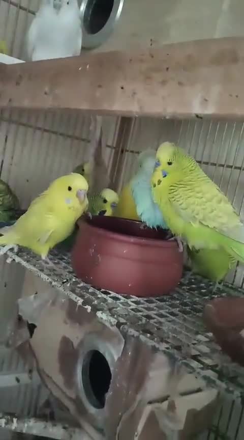 Budgerigars birds for sale: Budgerigar - Video 1