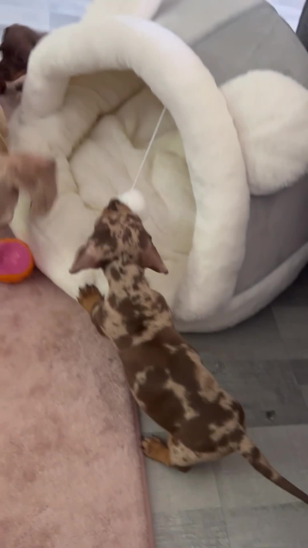 Dachshund dogs for sale: Delilah’s puppies - Video 2