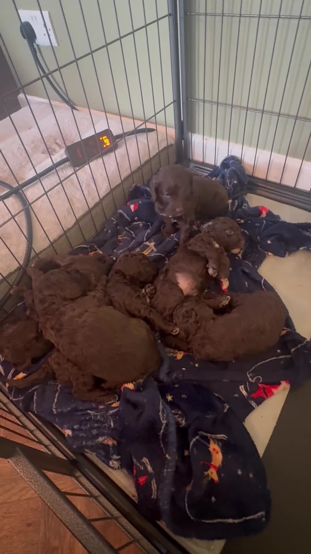 Cockapoo dogs for sale: Adorable chocolate cockapoos  - Video 1