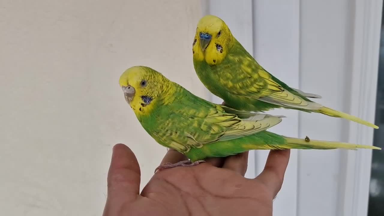 Budgerigars birds for sale: Super silly hand tamed baby budgies  - Video 2