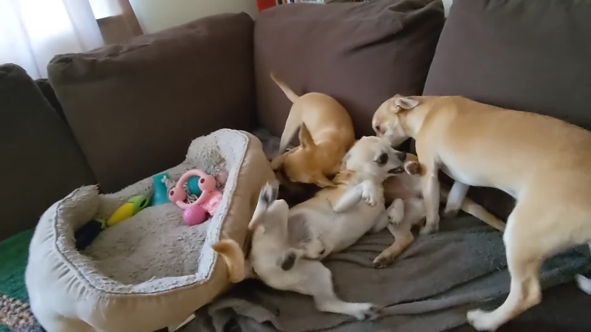 Chihuahua dogs for sale: 💖 3 Beautiful Chihuahua Puppies - Video 1
